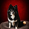 alert, animal, black_fur, calm, canine, companion_animal, cute, dog, domestic_animal, fluffy, furry_tail, indoor, looking_at_camera, mammal, pet_bed, portrait, red_background, sitting, studio_lighting, white_fur