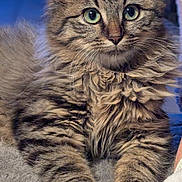 Amy a rejoint le concours — aidez-le/la à gagner de superbes lots ! kitten, cat, tabby, fluffy, pet, animal, green_eyes, whiskers, ears, paws, fur, cute, indoor, blanket, soft_texture, portrait, relaxed, young, feline, close_up