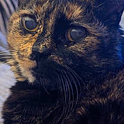 Zia participe au concours pour gagner de l'argent avec cette photo : animal, cat, close_up, companion, cute, detail, domestic, eyes, face, feline, focus, fur, indoor, mammal, pet, portrait, relaxed, soft_light, tortoiseshell, whiskers