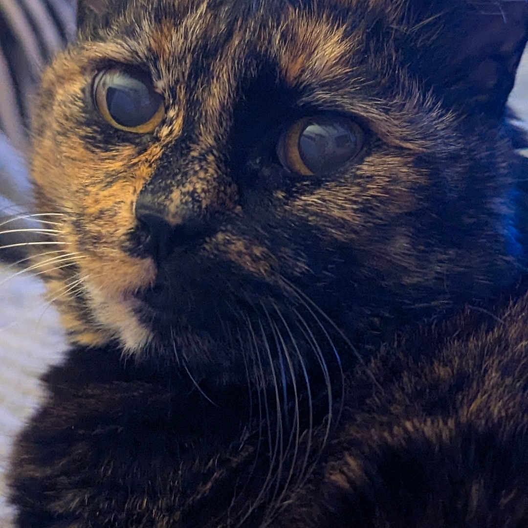 Zia participe au concours pour gagner de l'argent avec cette photo : animal, cat, close_up, companion, cute, detail, domestic, eyes, face, feline, focus, fur, indoor, mammal, pet, portrait, relaxed, soft_light, tortoiseshell, whiskers