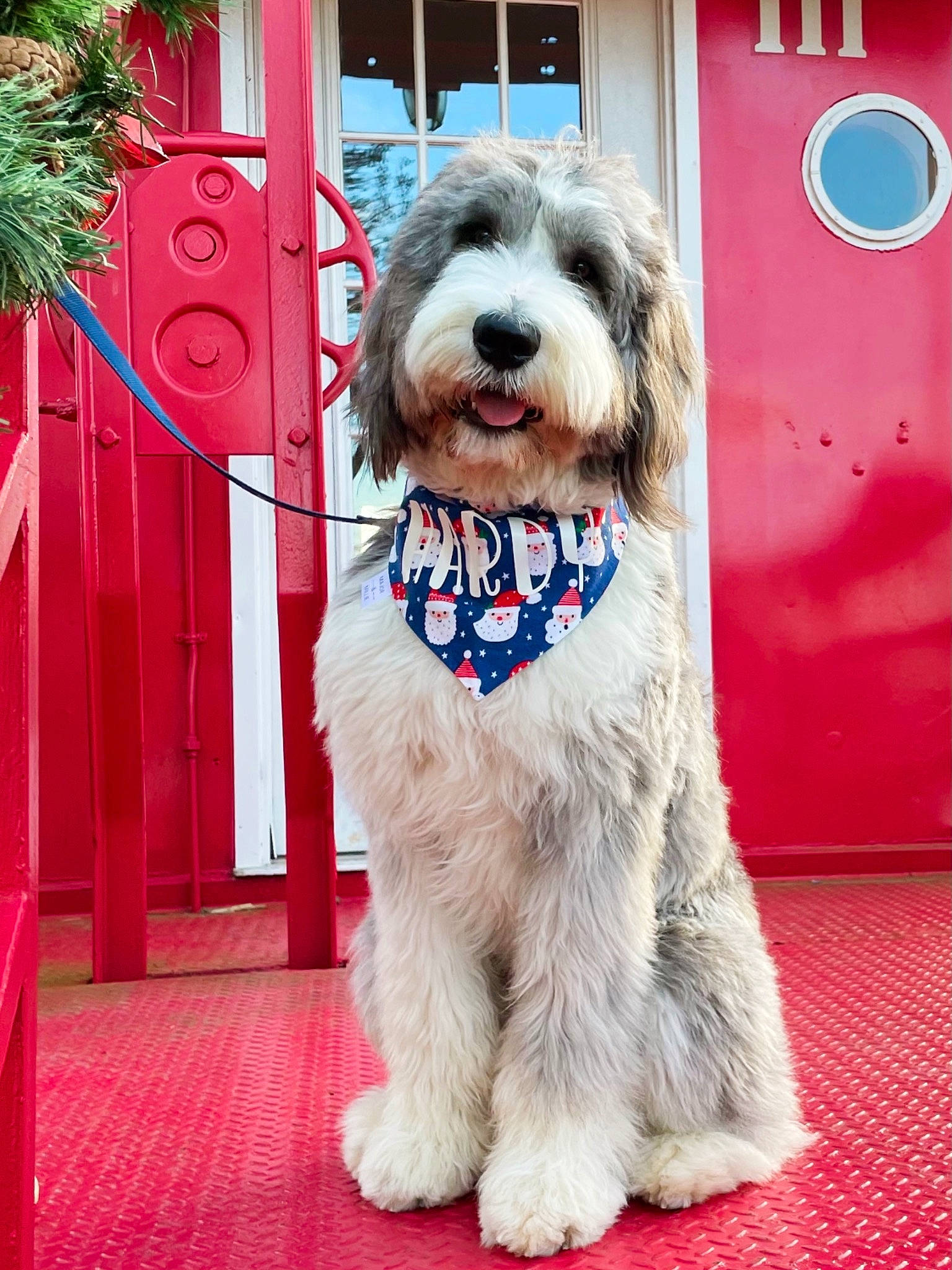 Hardy joined the competition — help win amazing prizes! canidae, carnivore, collar, companion_dog, dog, dog_breed, dog_collar, dog_supply, door, fixture, fur, leash, mammal, pet_supply, snout, sporting_group, terrier, tongue, vertebrate, working_animal