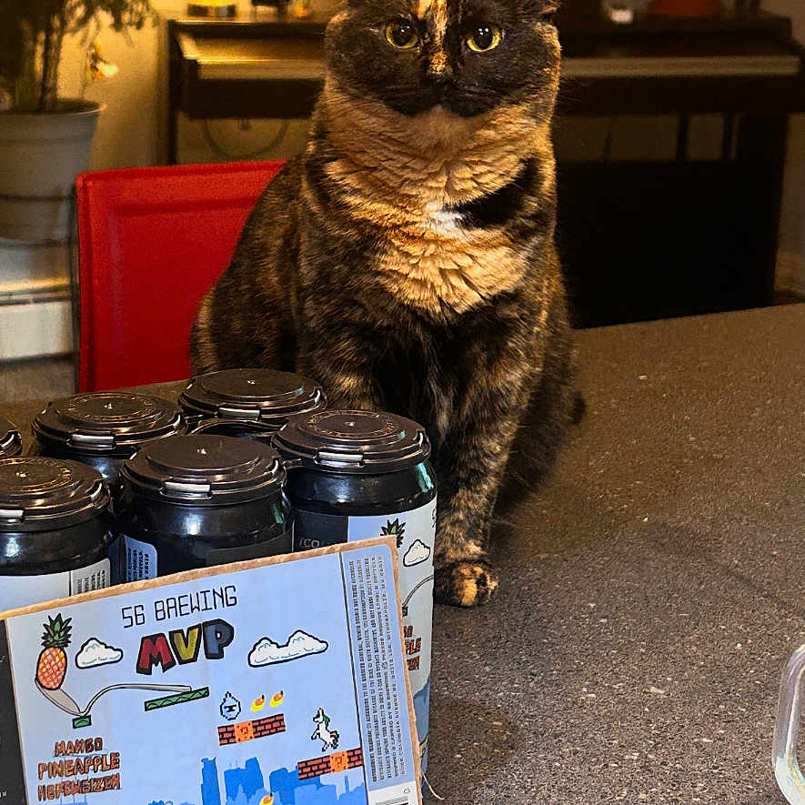 Petri is registered to the contest to win money with this photo: cat, tortoiseshell_cat, beer_cans, six_pack, kitchen_counter, red_chair, lamp, plants, indoor, home, decor, framed_pictures, table, curious, pet, animal, cozy, warm_lighting, beverage, label