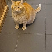 Zazou participe au concours pour gagner de l'argent avec cette photo : cat, orange_tabby, pet, animal, indoor, floor, tile, curious, feline, whiskers, ears, tail, wooden_cabinet, cushion, domestic, cute, fur, sitting, looking, closeup