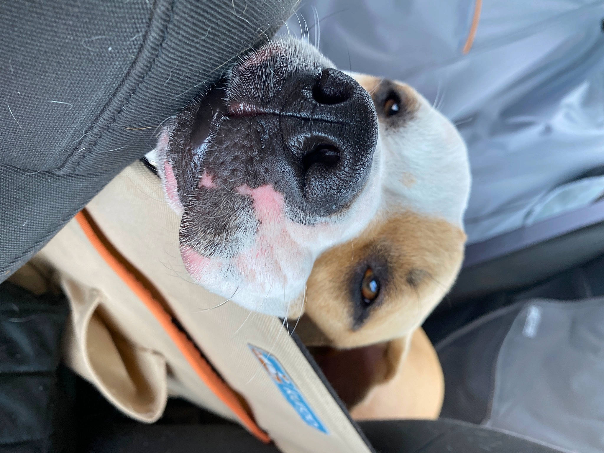 Ziggy is registered to the contest to win money with this photo: boston_terrier, canidae, carnivore, dog, dog_breed, fawn, non_sporting_group, nose, puppy, snout, sporting_group