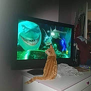 Mufasa a rejoint le concours — aidez-le/la à gagner de superbes lots ! animated_characters, animation, books, cat, clothing, curious, dresser, entertainment, feline, fish, furniture, home, indoor, orange_tabby, pet, room, screen, sharks, television, watching
