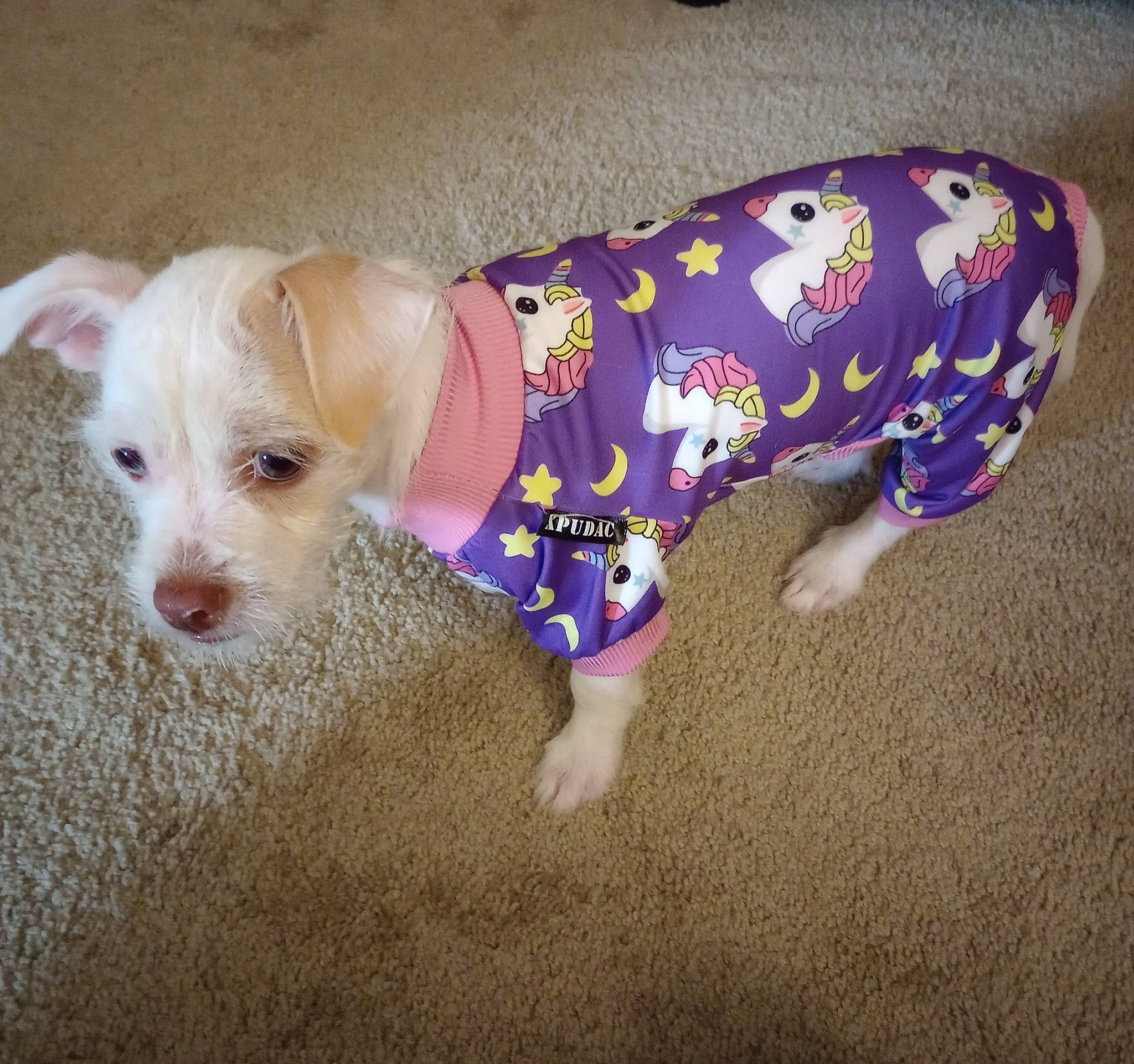 Callie joined the competition — help win amazing prizes! baby_toddler_clothing, canidae, carnivore, collar, companion_dog, dog, dog_breed, dog_clothes, dog_supply, fashion_accessory, fawn, hat, paw, pet_supply, sleeve, snout, sporting_group, tail, toy_dog, working_animal