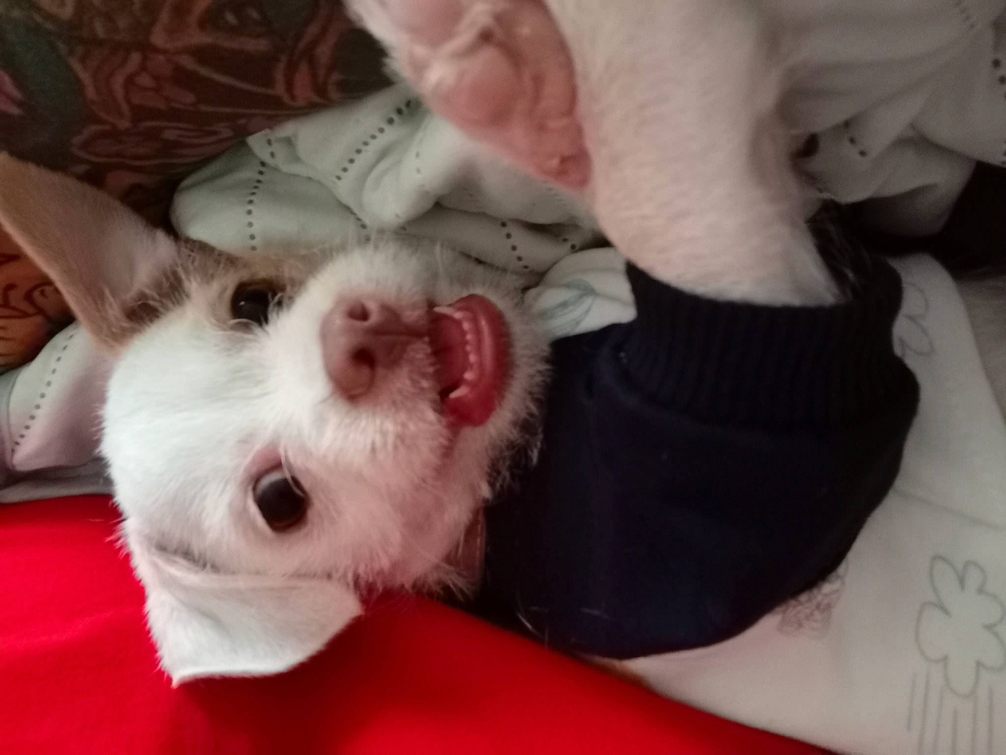 Callie joined the competition — help win amazing prizes! canidae, carmine, carnivore, claw, comfort, companion_dog, dog_breed, ear, fawn, felidae, foot, fur, gesture, nail, non_sporting_group, paw, small_to_medium_sized_cats, snout, toy_dog, whiskers