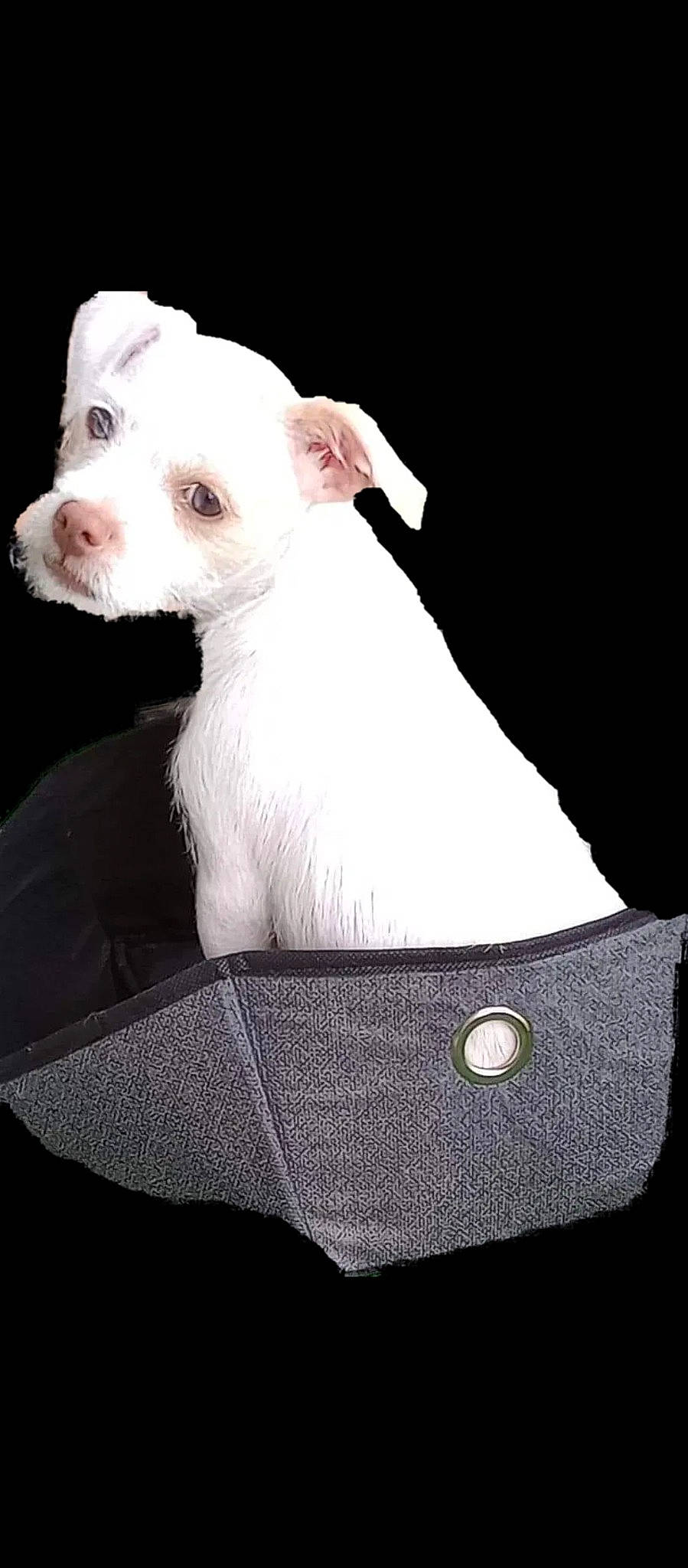 Callie joined the competition — help win amazing prizes! ancient_dog_breeds, canidae, carnivore, collar, comfort, companion_dog, cordoba_fighting_dog, dog, dog_breed, fawn, non_sporting_group, sleeve, snout, sporting_group, terrestrial_animal, terrier, toy_dog, whiskers, working_animal