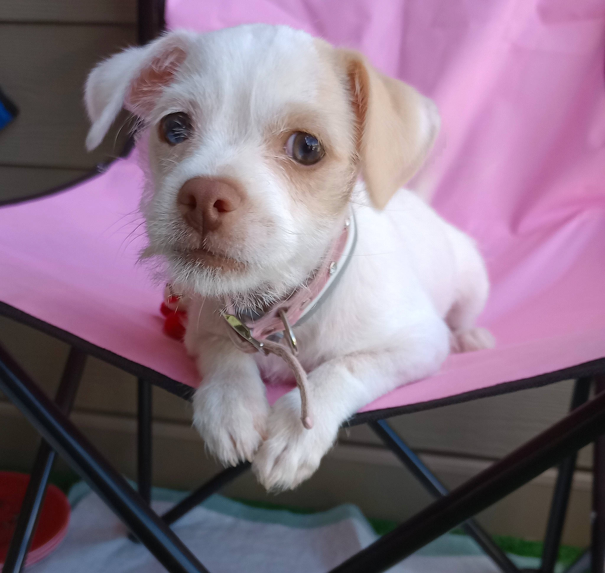 Callie joined the competition — help win amazing prizes! canidae, carnivore, circle, collar, companion_dog, dog, dog_breed, fawn, fur, non_sporting_group, paw, pet_supply, puppy, snout, sporting_group, whiskers, working_animal