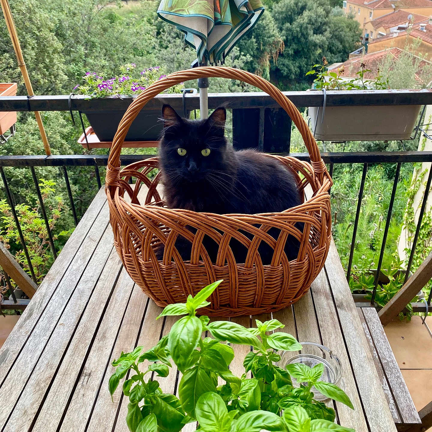 Nala