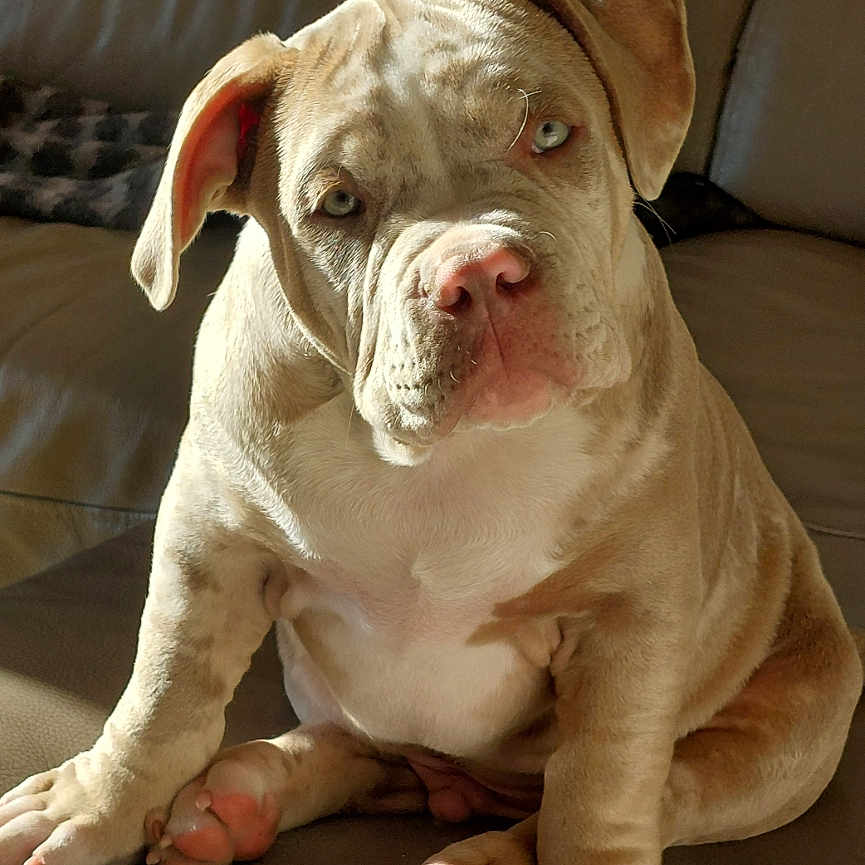 Balou
