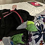 Sadie is registered to the contest to win money with this photo: dog, black_dog, sleeping, bed, blanket, floral_pattern, toy, green_toy, harness, laptop, mouse, indoor, resting, cozy, paw, curtain, fabric, comfort, pet, relaxation