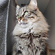 Leo joined the competition — help win amazing prizes! cat, tabby, fluffy, indoor, pet, feline, whiskers, green_eyes, fur, portrait, animal, closeup, curious, domestic_cat, mammal, side_view, soft_lighting, cute, calm, house