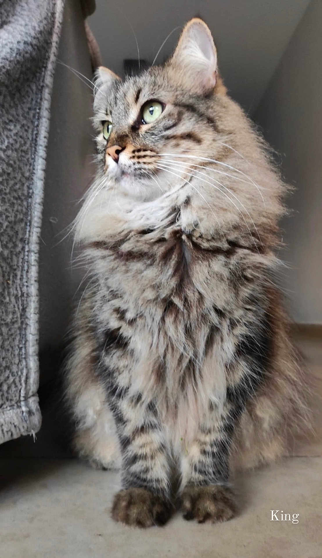 Leo joined the competition — help win amazing prizes! cat, fluffy, tabby, green_eyes, pet, animal, feline, sitting, indoor, fur, whiskers, paws, portrait, domestic_animal, looking_away, cute, furry, closeup, alert, side_view