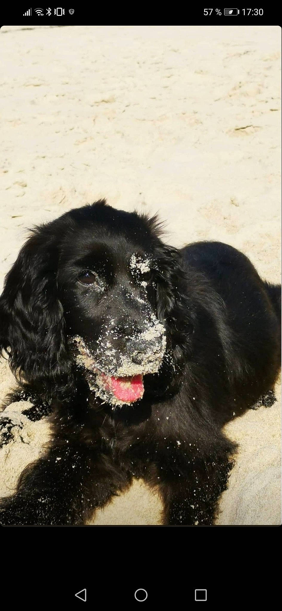 Roxy a rejoint le concours — aidez-le/la à gagner de superbes lots ! ancient_dog_breeds, borador, carnivore, companion_dog, dog, dog_breed, fur, giant_dog_breed, guard_dog, gun_dog, hunting_dog, retriever, shout, snout, sporting_group, working_animal, working_dog