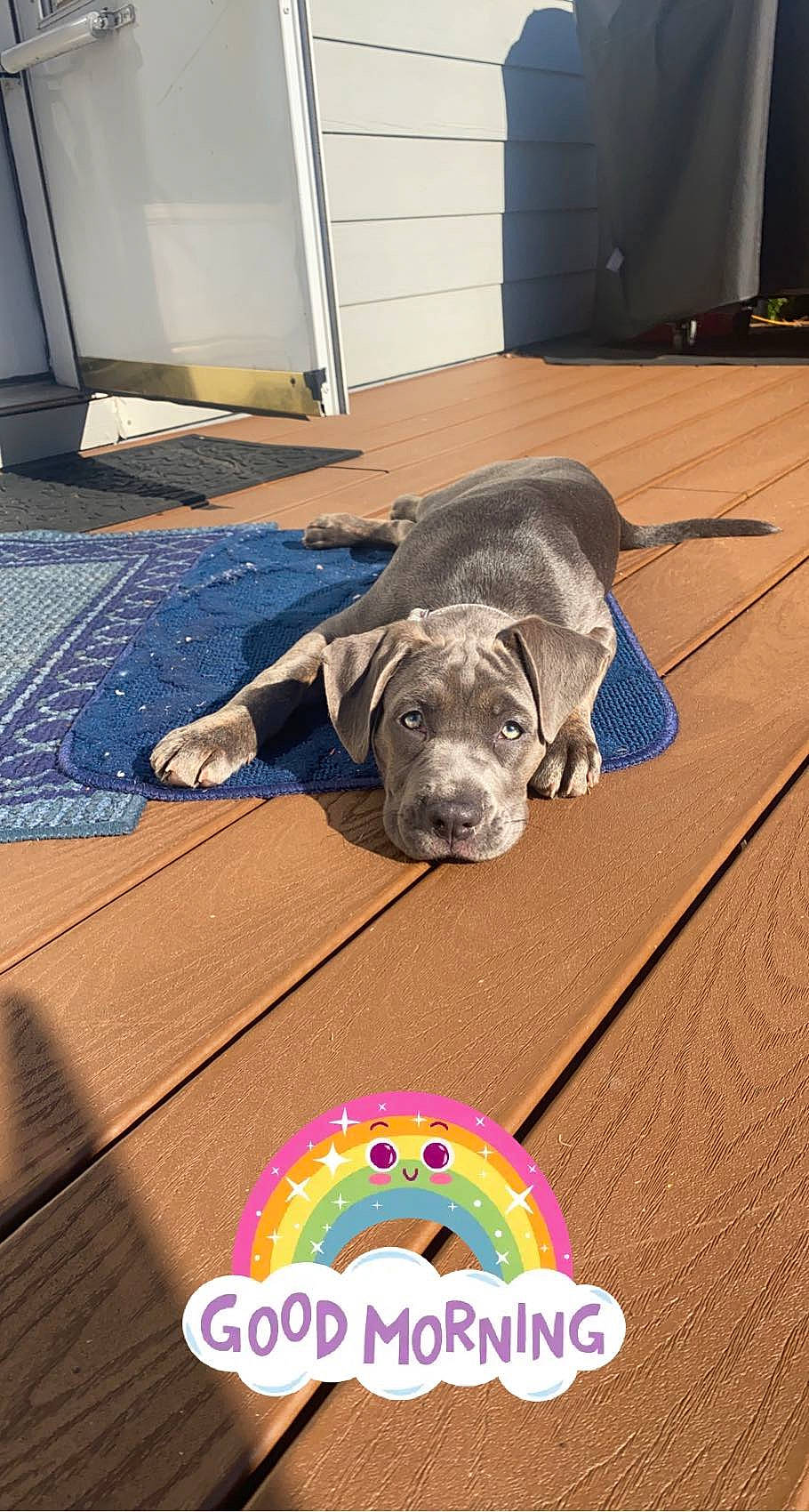 Luna is registered to the contest to win money with this photo: canidae, carnivore, collar, comfort, companion_dog, dog, dog_breed, dog_supply, door, fawn, floor, flooring, guard_dog, hardwood, pet_supply, snout, sporting_group, toy, wood, working_animal