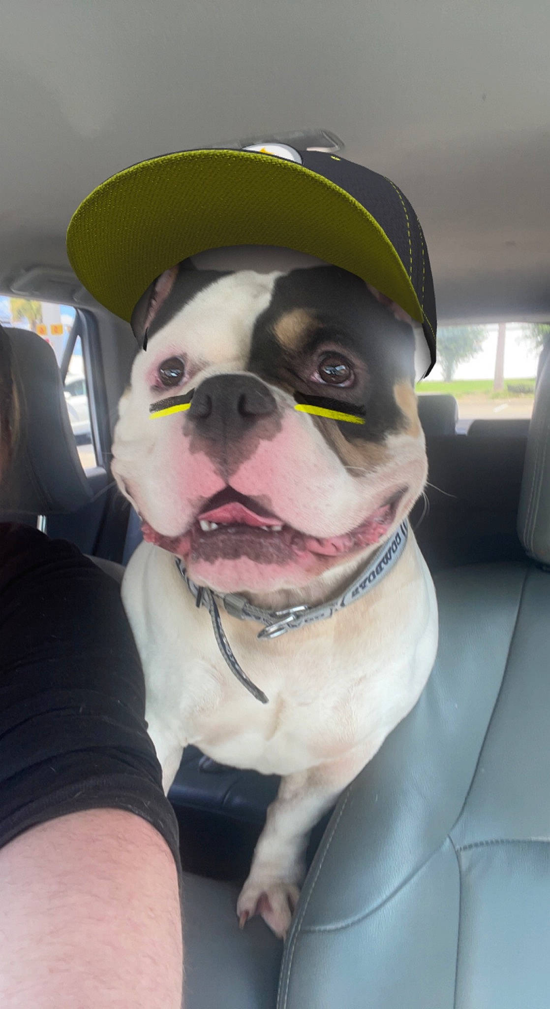 Cowvin is registered to the contest to win money with this photo: bulldog, canidae, car_seat, carnivore, collar, companion_dog, dog, dog_breed, dog_collar, eyewear, fashion_accessory, fawn, head_restraint, leash, personal_protective_equipment, pet_supply, snout, sporting_group, whiskers, working_animal