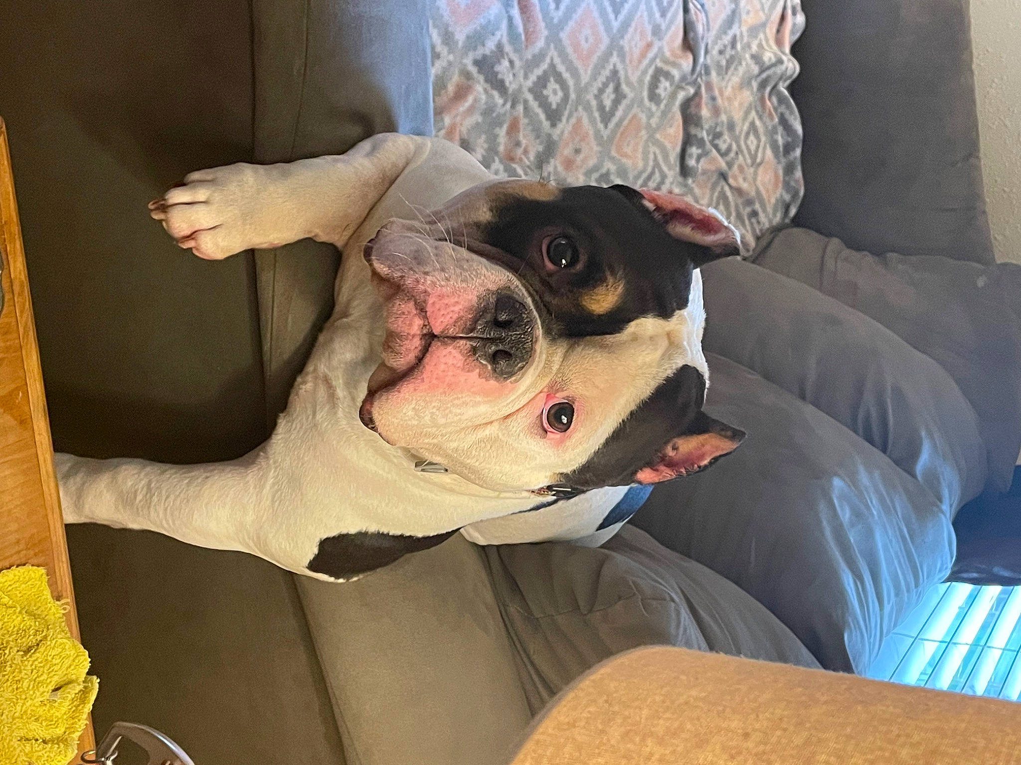 Cowvin joined the competition — help win amazing prizes! canidae, carnivore, comfort, companion_dog, couch, dog, dog_breed, ear, eyewear, fawn, non_sporting_group, snout, sporting_group, whiskers, working_animal