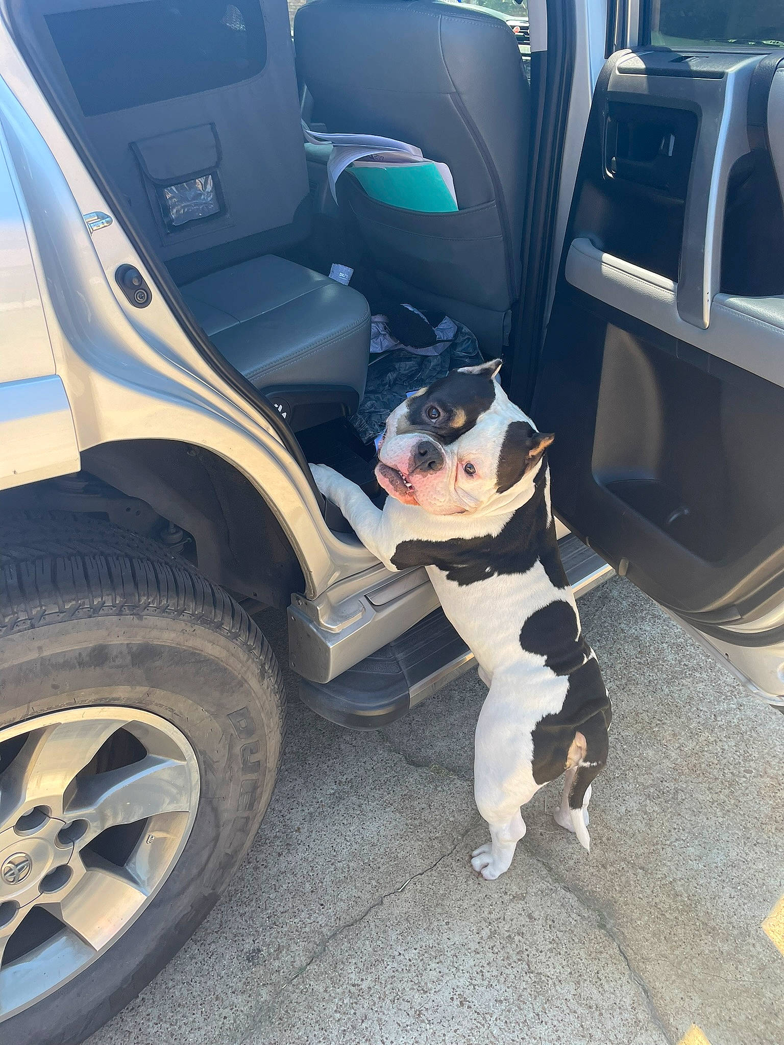 Cowvin joined the competition — help win amazing prizes! alloy_wheel, automotive_design, automotive_exterior, automotive_tire, bumper, car, car_seat_cover, carnivore, dog, fender, hood, mode_of_transport, motor_vehicle, synthetic_rubber, tire, tread, vehicle, vehicle_door, wheel, white