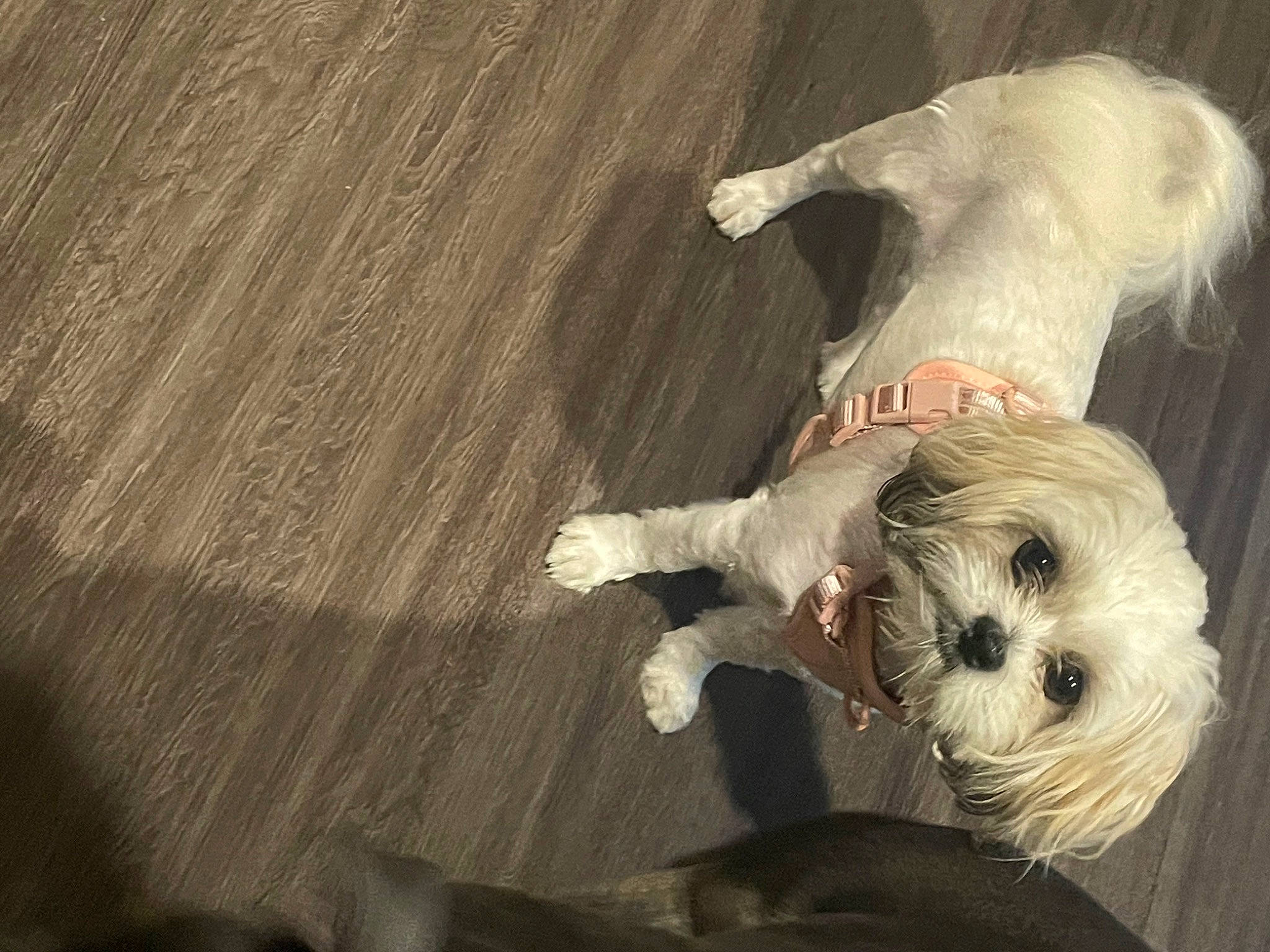 Skye is registered to the contest to win money with this photo: canidae, carnivore, companion_dog, dog, dog_breed, dog_clothes, dog_supply, fawn, fur, hardwood, small_terrier, snout, sporting_group, stuffed_toy, tail, terrier, toy, toy_dog, wood, working_animal