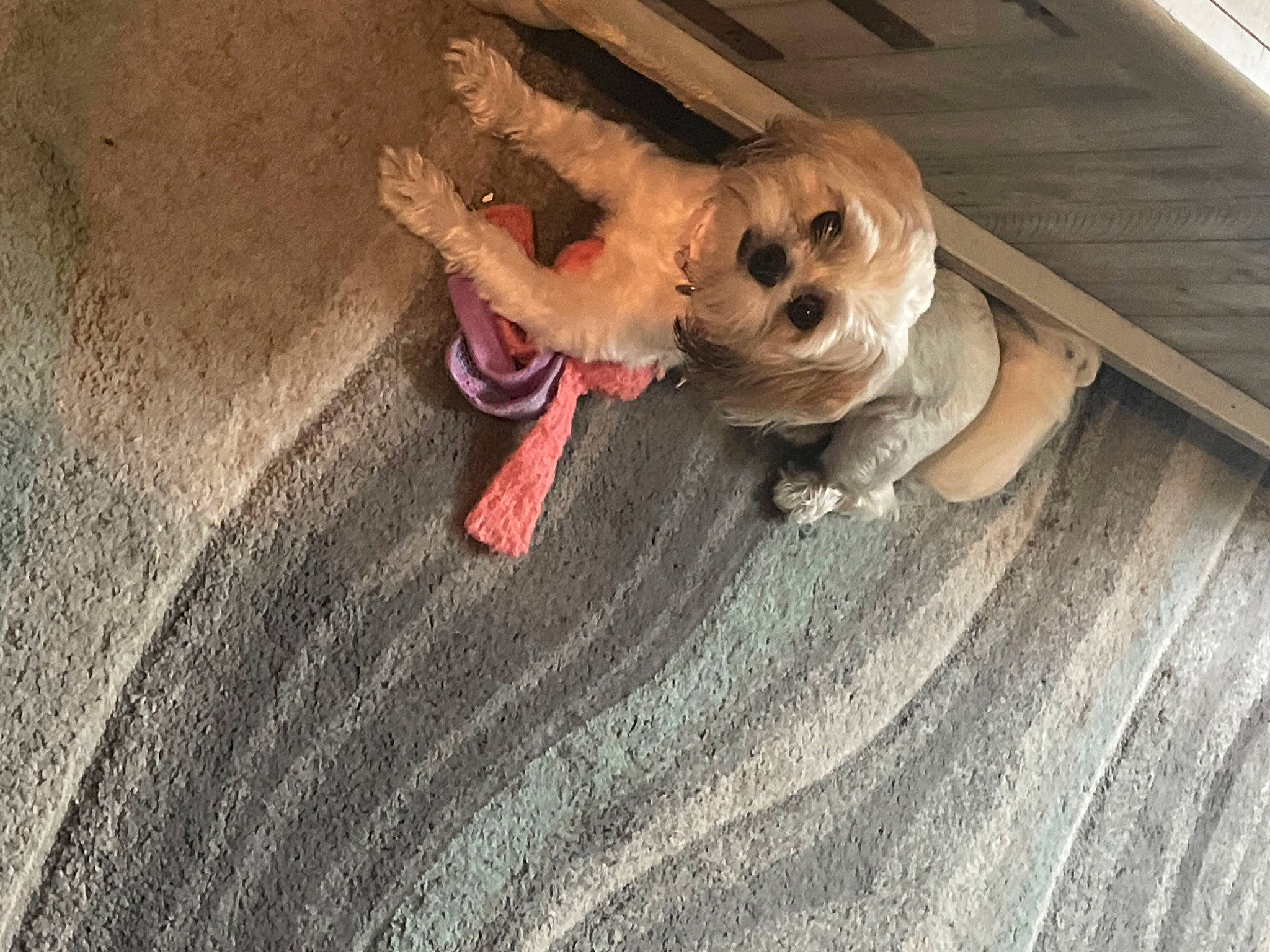 Skye is registered to the contest to win money with this photo: carnivore, companion_dog, dog, dog_breed, dog_clothes, dog_supply, fawn, floor, flooring, fur, goggles, hardwood, snout, sporting_group, stuffed_toy, tail, toy, toy_dog, wood, working_animal