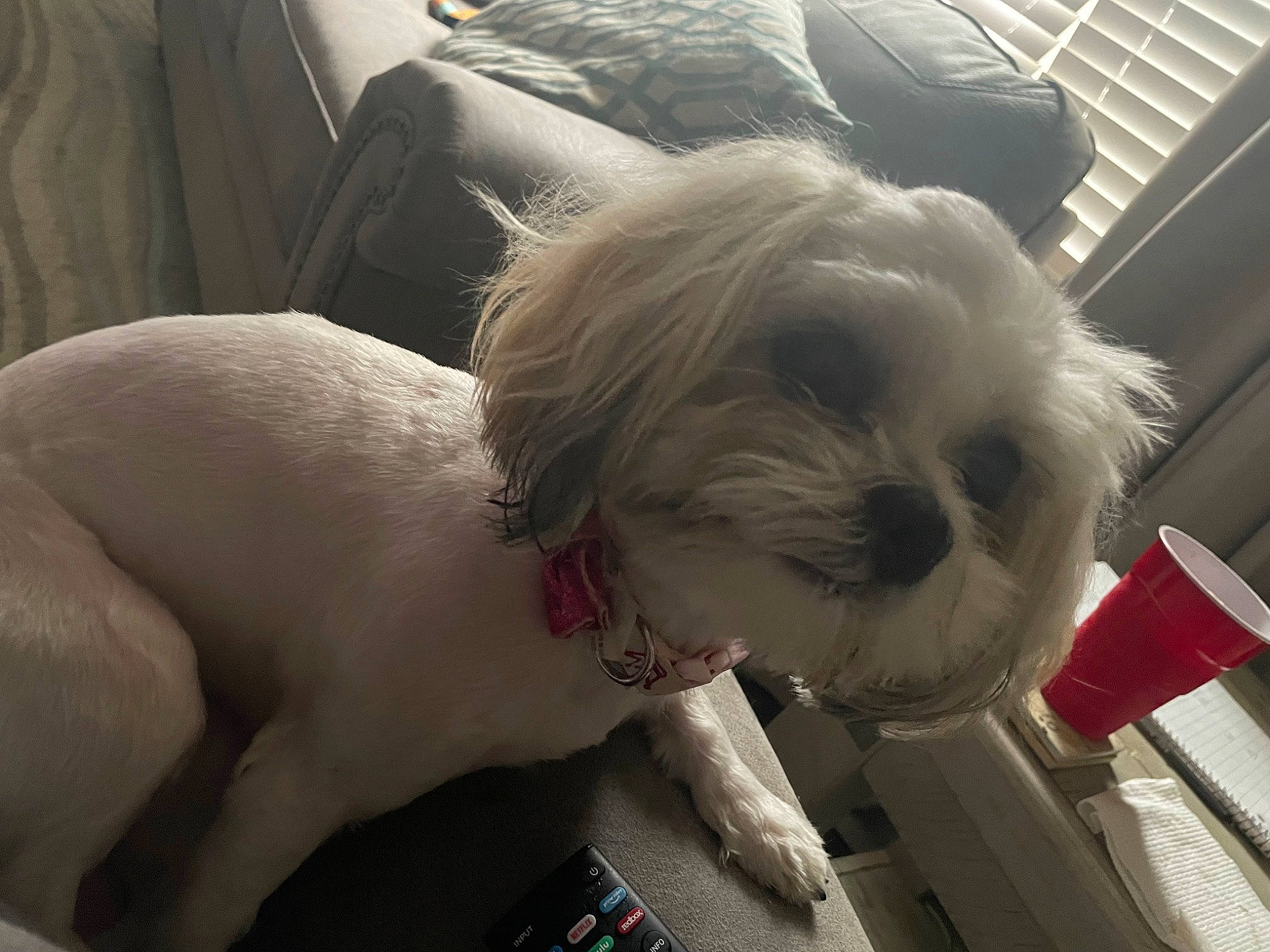 Skye joined the competition — help win amazing prizes! canidae, carnivore, collar, comfort, companion_dog, dog, dog_breed, ear, fawn, fur, mal_shi, non_sporting_group, pet_supply, shih_tzu, small_terrier, snout, sporting_group, toy_dog, working_animal, wrinkle