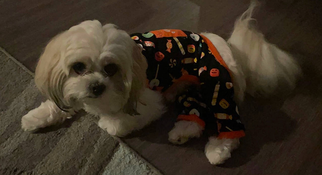 Skye joined the competition — help win amazing prizes! canidae, carnivore, comfort, companion_dog, dog, dog_breed, dog_clothes, dog_collar, dog_supply, fawn, fur, grey, shih_tzu, small_terrier, snout, sporting_group, terrier, toy_dog, working_animal, wrinkle