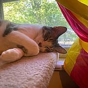 Bean is registered to the contest to win money with this photo: cat, sleeping, indoor, window, curtain, yellow, pink, sunlight, mesh_screen, soft_surface, cozy, relaxation, pet, feline, rest, closeup, home, daylight, fur, napping