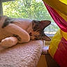 cat, sleeping, indoor, window, curtain, yellow, pink, sunlight, mesh_screen, soft_surface, cozy, relaxation, pet, feline, rest, closeup, home, daylight, fur, napping