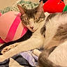 Bean is registered to the contest to win money with this photo: cat, sleeping, indoor, blanket, plush_toy, cozy, relaxed, fur, pet, animal, resting, cute, whiskers, paw, striped, soft, home, comfort, nap, feline