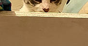 Bean joined the competition — help win amazing prizes! cat, curious, peeking, ledg, indoor, string_lights, closeup, whiskers, ears, feline, brown, white, alert, soft_lighting, background, wall, cozy, home, pet, cute