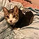 Bean