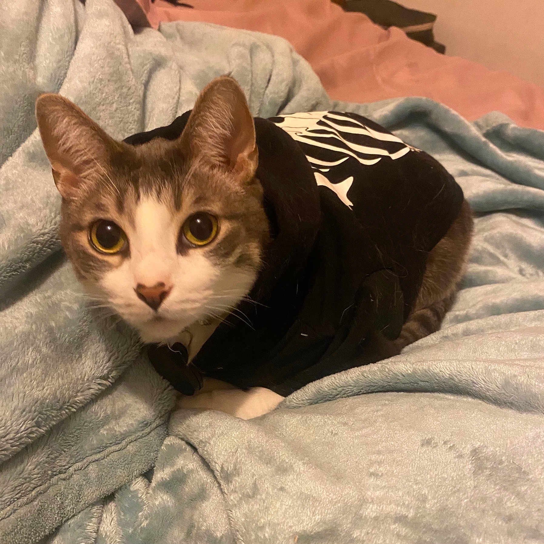 Bean