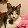 Bean is registered to the contest to win money with this photo: cat, gray_and_white, pet, indoor, blanket, collar, tag, feline, fur, whiskers, ears, face, animal, cute, relaxed, domestic, soft_texture, pink_blanket, resting, closeup