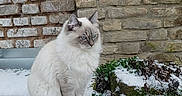 Silco participe au concours pour gagner de l'argent avec cette photo : animal, blue_eyes, brick_wall, calm, cat, cold, daylight, feline, fluffy, grass, gray, nature, outdoor, plant, quiet, sitting, snow, stone, white, winter