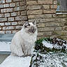 animal, blue_eyes, brick_wall, calm, cat, cold, daylight, feline, fluffy, grass, gray, nature, outdoor, plant, quiet, sitting, snow, stone, white, winter