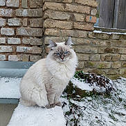 Silco a rejoint le concours — aidez-le/la à gagner de superbes lots ! animal, blue_eyes, brick_wall, calm, cat, cold, daylight, feline, fluffy_fur, fur, grass, nature, outdoor, paw_prints, pet, plant, sitting, snow, winter, wooden_fence