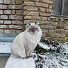 animal, blue_eyes, brick_wall, calm, cat, cold, daylight, feline, fluffy_fur, fur, grass, nature, outdoor, paw_prints, pet, plant, sitting, snow, winter, wooden_fence