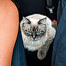 Silco participe au concours pour gagner de l'argent avec cette photo : animal, blue_eyes, car_seat, cat, closeup, companion, domestic_cat, feline, fluffy, fur, indoor, looking, pet, portrait, resting, seat, seatbelt, serious, travel, vehicle