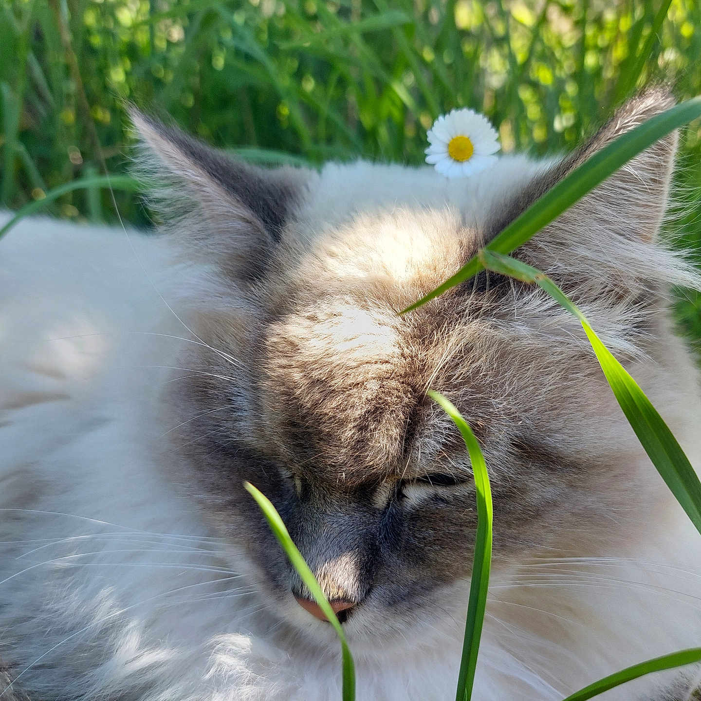 Silco a rejoint le concours — aidez-le/la à gagner de superbes lots ! animal, cat, closeup, cute, daisy, flower, fluffy, fur, grass, greenery, nature, outdoor, peaceful, pet, relaxed, resting, serene, sleeping, sunlight, whiskers