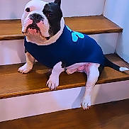Deebo is registered to the contest to win money with this photo: dog, bulldog, black_and_white, blue_sweater, stairs, wooden_stairs, indoor, pet, sitting, paws, ears, nose, short_legs, stocky, portrait, home_interior, floor, step, looking_at_camera, pet_clothing