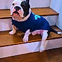 dog, bulldog, black_and_white, blue_sweater, stairs, wooden_stairs, indoor, pet, sitting, paws, ears, nose, short_legs, stocky, portrait, home_interior, floor, step, looking_at_camera, pet_clothing