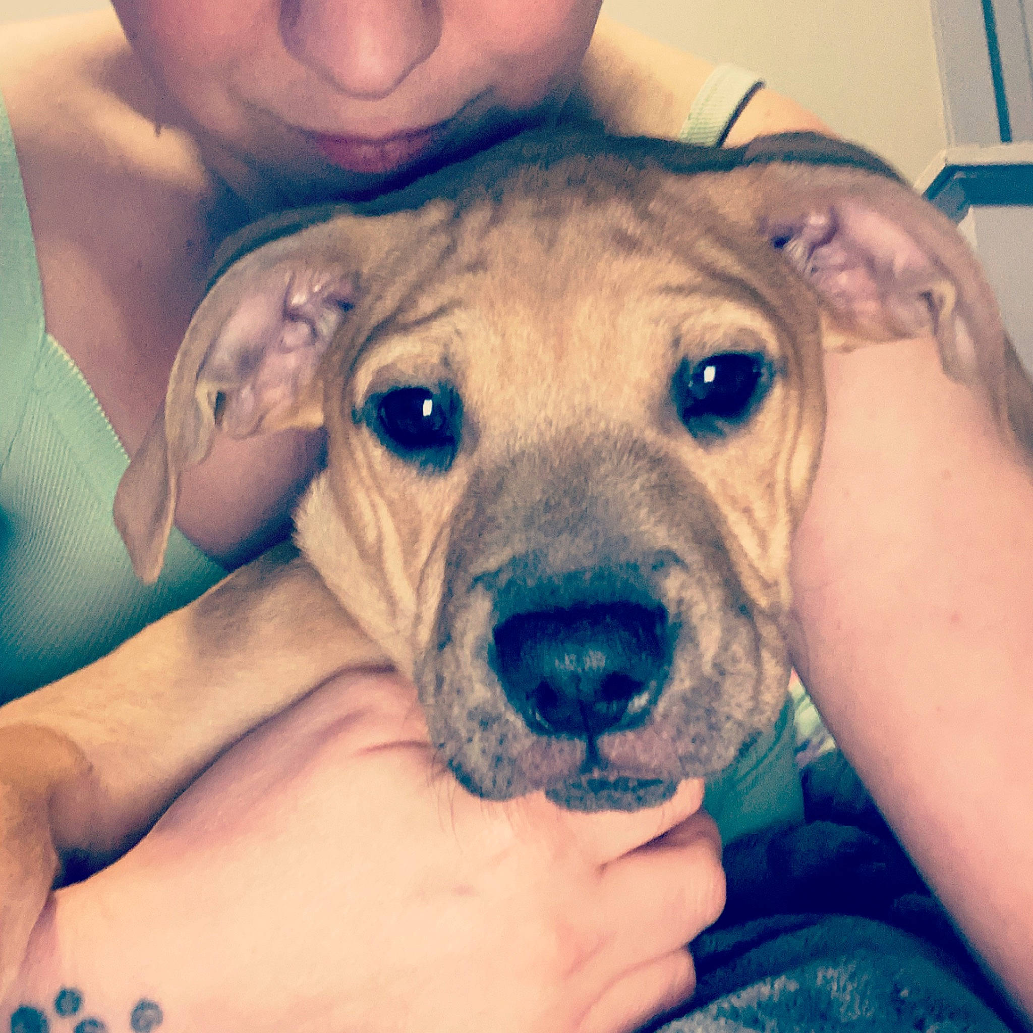 Dallas is registered to the contest to win money with this photo: blue, canidae, carnivore, companion_dog, dog, dog_breed, ear, fawn, finger, fur, hand, happy, jaw, muscle, puppy_love, selfie, snout, sporting_group, whiskers, working_animal