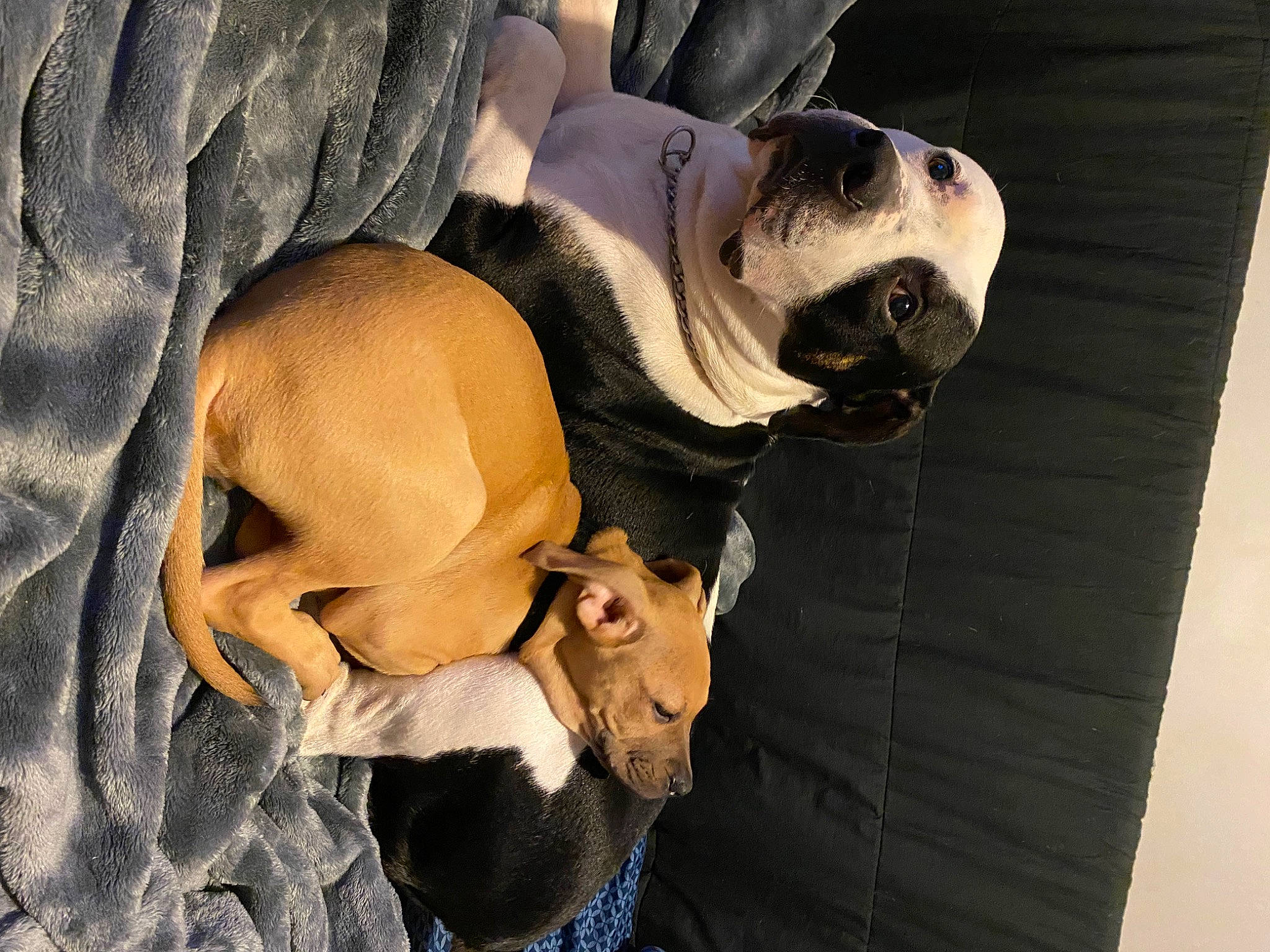 Duke joined the competition — help win amazing prizes! bulldog, canidae, carnivore, comfort, companion_dog, dog, dog_breed, dog_clothes, dog_collar, fawn, fur, guard_dog, jaw, snout, sporting_group, sunglasses, toy_dog, whiskers, working_animal, wrinkle