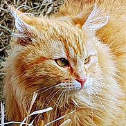 Morris is registered to the contest to win money with this photo: animal, cat, closeup, ears, eyes, face, feline, fluffy, fur, ginger, hay, longhaired, orange_cat, outdoor, pet, portrait, resting, rural, straw, whiskers