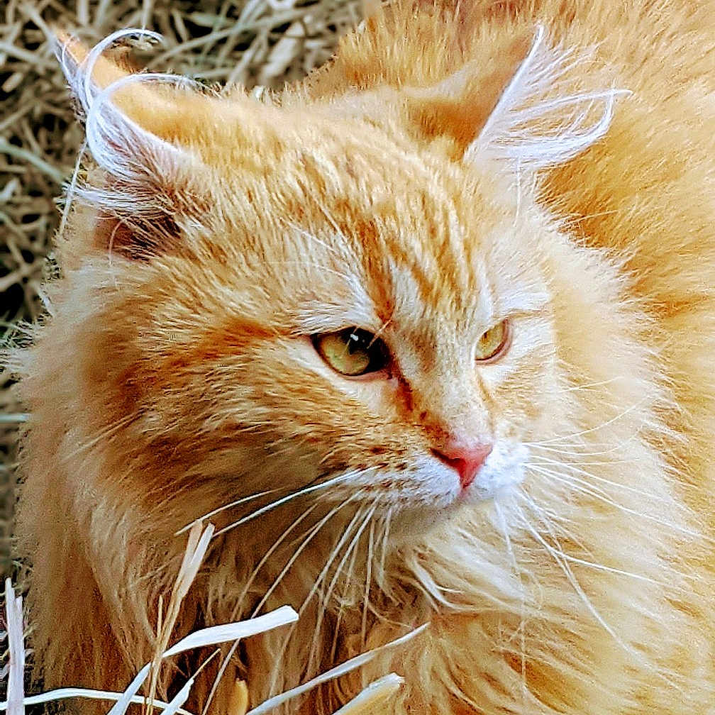 Morris