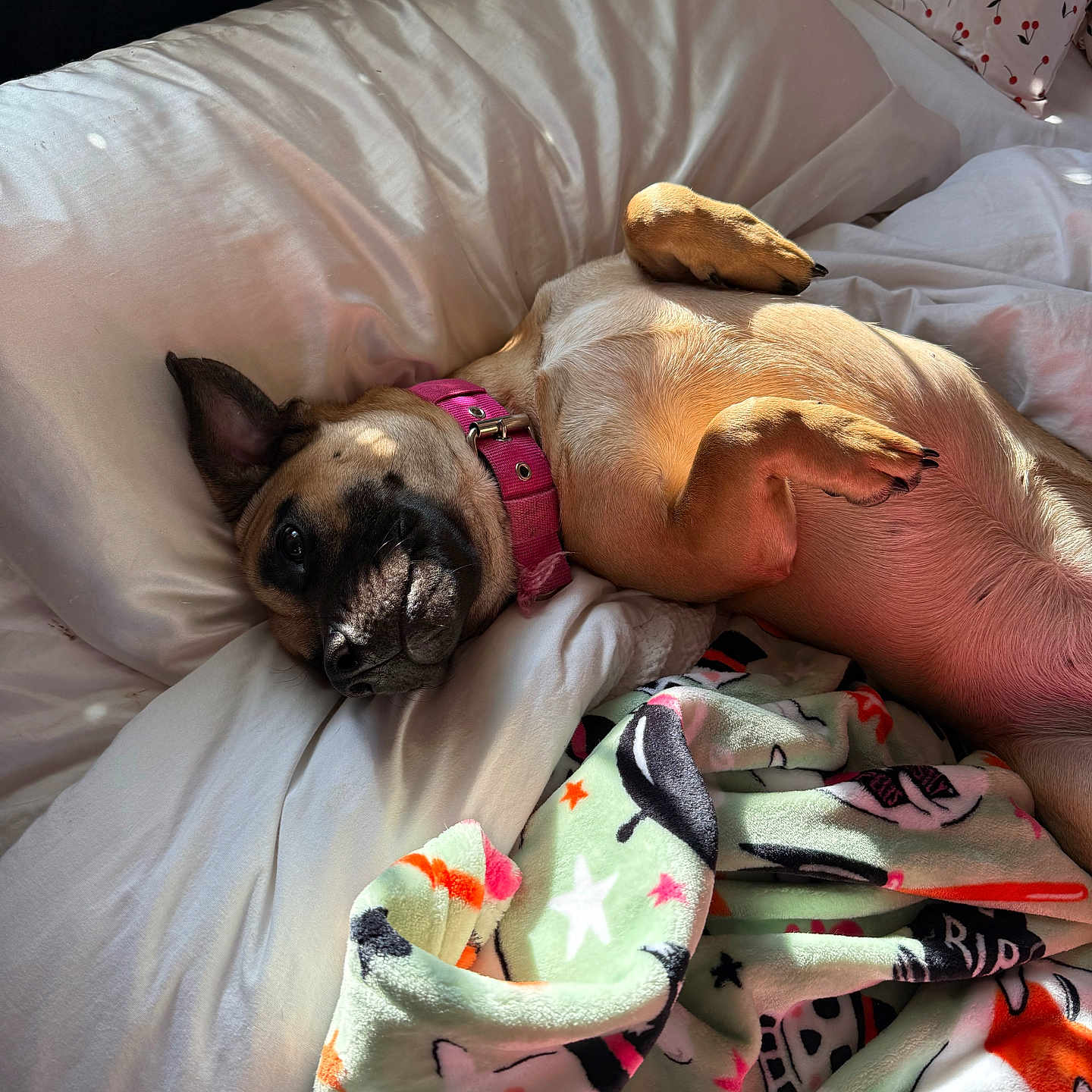 Georgia is registered to the contest to win money with this photo: dog, bed, pillow, blanket, collar, sunlight, fur, resting, indoor, cozy, relaxed, animal, pet, sleeping, cute, comfortable, soft, patterned_blanket, pink_collar, light_and_shadow