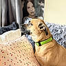Georgia is registered to the contest to win money with this photo: dog, green_collar, couch, pillow, patterned_pillow, indoor, portrait_in_background, curtain, furniture, cozy, brown_dog, side_view, pet, relaxed, domestic, home, seated, looking_away, soft_texture, decor