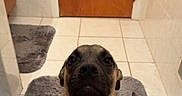 Georgia is registered to the contest to win money with this photo: puppy, dog, bathroom, tile_floor, brown_door, gray_rug, pet, cute, indoor, looking_up, canine, young_dog, fur, sitting, domestic_animal, companion, animal, portrait, floor_mat, adorable