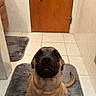 puppy, dog, bathroom, tile_floor, brown_door, gray_rug, pet, cute, indoor, looking_up, canine, young_dog, fur, sitting, domestic_animal, companion, animal, portrait, floor_mat, adorable